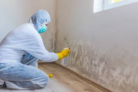 Professional Mold Removal in Escobares, TX